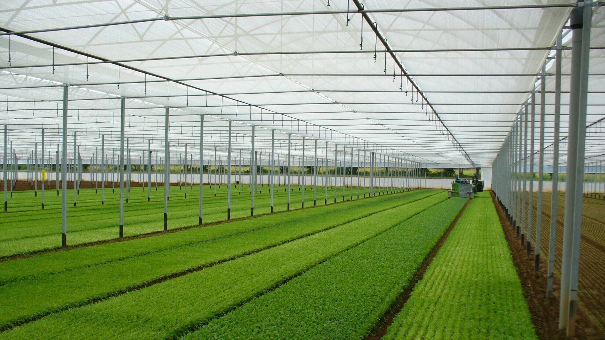 macfrut-arrigoni-2021|macfrut-arrigoni-2021-ROBUXTA